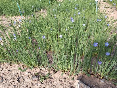 Click for 1 image(s) for this accession.